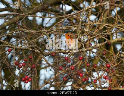 Nahaufnahme von Rotkehlchen ( Erithacus Rubecula ), der sich in Ästen mit roten Beeren in einem kalten Herbsttag versteckt. Stockfoto