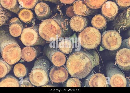 Nahaufnahme der Stämme der Bäume in der Natur. eine Menge geschnitten anmeldet. Stockfoto