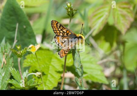 Marsh Fritillary, on Flower, Lincolnshire Stockfoto