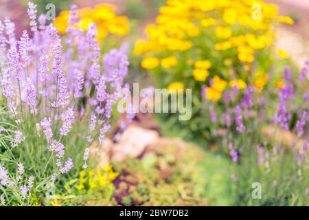 Lavendelblüte und gelb verschwommenes Gänseblümchen in Nahaufnahme mit Wiese im grünen Hintergrund für Raum. Sommer lebhafter Garten als florale Kulisse Stockfoto