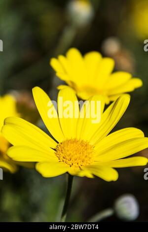 Euryops chrysanthemoides African Bush Daisy. Stockfoto