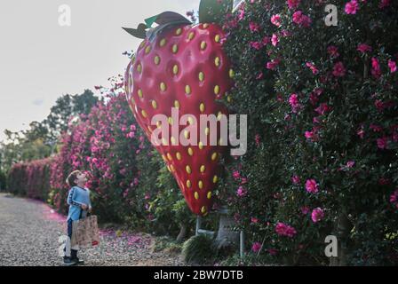 Bilpin, Australien. Mai 2020. Ein Junge sieht sich am 30. Mai 2020 ein riesiges Erdbeermodell vor der Bilpin Fruit Bowl in Bilpin, Australien, an. Kredit: Bai Xuefei/Xinhua/Alamy Live News Stockfoto