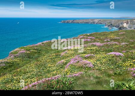 Nierenkraut Anthyllis velneraria und Meeresgedieh Armeria maritima wächst auf dem Küstenpfad bei Bedruthan Steps in Carnewas in Cornwall. Stockfoto