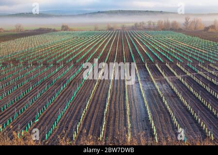 In der Nähe von Cordoba, Provinz Cordoba, Andalusien, Südspanien. Feld von neu gepflanzten Reben. Morgennebel noch auf Hügeln dahinter. Stockfoto