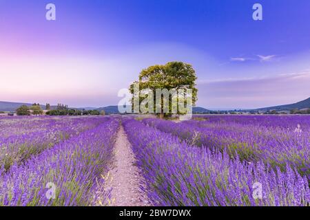 Panoramablick auf das französische Lavendelfeld bei Sonnenuntergang. Sonnenuntergang über einem violetten Lavendelfeld in der Provence, Frankreich, Valensole. Sommer Natur Landschaft Stockfoto