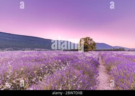 Panoramablick auf das französische Lavendelfeld bei Sonnenuntergang. Sonnenuntergang über einem violetten Lavendelfeld in der Provence, Frankreich, Valensole. Sommer Natur Landschaft Stockfoto
