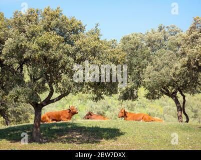 In der Nähe von Villanueva de San Juan, Provinz Sevilla, Andalusien, Südspanien. Drei Kühe ruhen unter Bäumen. Stockfoto