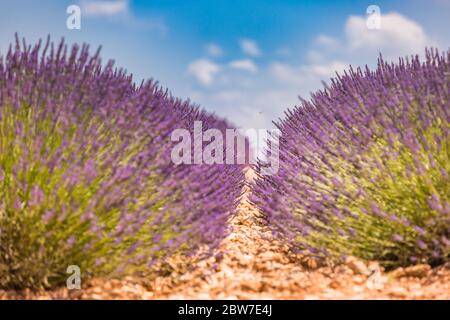 Lavendelfeld in der Provence, Frankreich. Blühende Veilchen duftenden Lavendelblüten. Wachsenden Lavendel auf Wind über Sonnenuntergang Himmel schwankt, Ernte. Stockfoto