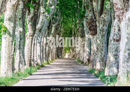 Landstraße, die durch eine Baumallee in der Morgensonne führt, Südfrankreich. Provence Stockfoto