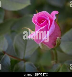 Aklose up Makro-Bild der zarten rosa Blütenblätter einer sich entrollenden Rosenknospe auf einer gesunden Rosenpflanze in einem quadratischen, Instagram-Stil Rahmen Stockfoto