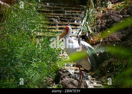 Schnabelstorch mit gelbem Schnabel steht neben einem kaskadierenden Wasserfall, umgeben von grünem Laub in einem naturgetreuen Zoo-Gehege. Stockfoto