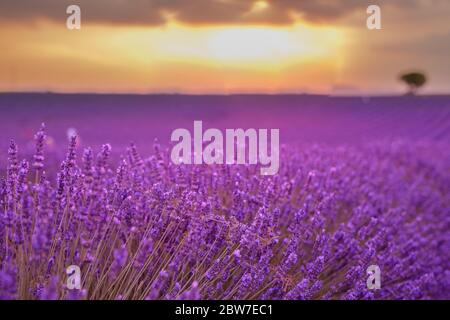 Wunderbare Landschaft, erstaunliche Sommerlandschaft mit blühenden Lavendelblumen, friedliche Sonnenuntergang Blick, Landwirtschaft landschaftlich. Schöne Natur inspirieren Stockfoto