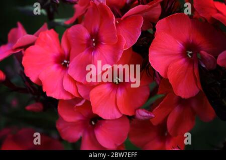 Große Cluster von rosa Garten Phlox blühende Pflanze auf braunem Hintergrund mit Blättern. Rosa Phlox Blüten im Garten. Es ist Thema der Jahreszeiten. Ein Abschluss Stockfoto