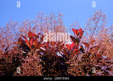 Strauch von Berberis thunbergii oder rote Berberitze gegen klaren blauen Himmel. Stockfoto