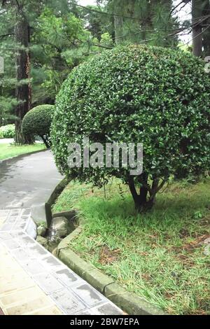 Getrimmter Bush in Form einer Kugel im Park. Geformte getrimmte Busch für Garten Landschaft Design.Perfect Kreis Form Clipped topiary Baum für formale Stockfoto