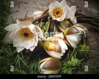 Schöne gelbe Seerose Lotusblume blüht Stockfoto