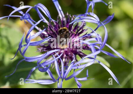 Kornblume lila blau hohe centaurea montana lange wispy äußeren blassen Blütenblätter und mehrere kurze dunklere innere Kugel von Blütenblättern im späten Frühjahr 2020 UK genommen Stockfoto