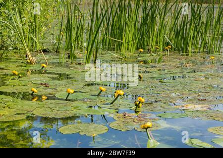 Gelbe Seerose (Nuphar lutea) Wasserpflanze oval schwimmende Blätter kleine gelbe Blüten auf Stielen über Wasser bedeckenden Bereichen von stillen oder langsamen Gewässern Stockfoto