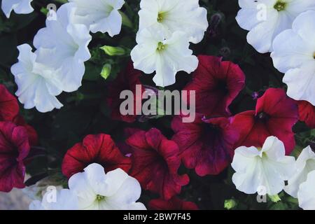 Im Frühling blüht im Garten die helle Petunia hybrida. Ein Bett aus bunten Petunien. Petunia in einem Topf, Petunia und verschwommener Hintergrund, close-U Stockfoto