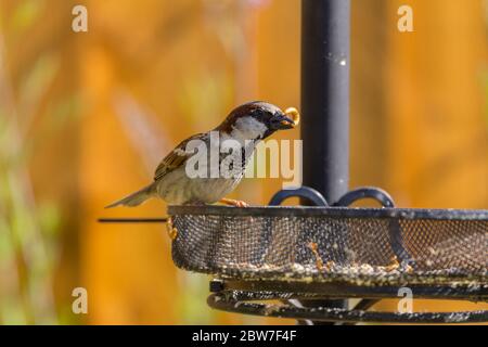 Haussperling mit Speisentraube aus Futterhäuschen im Frühsommer graue Kronenwangen und rumpf brauner Nacken und Flügel mit schwarzer Kehle und blassen Unterteilen. Stockfoto