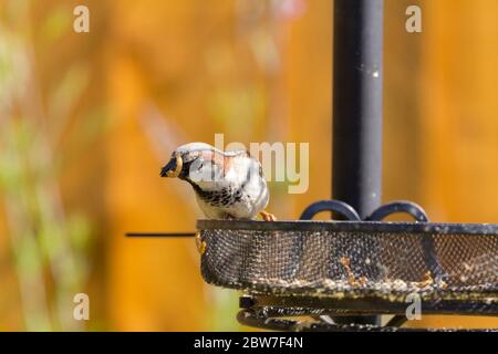 Haussperling mit Speisentraube aus Futterhäuschen im Frühsommer graue Kronenwangen und rumpf brauner Nacken und Flügel mit schwarzer Kehle und blassen Unterteilen. Stockfoto