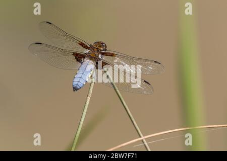 Breit körperlicher Chaser Libellula depressa männlich himmelblauen Bauch mit gelben Flecken auf der Seite jedes Segments Flügel dunkelbraun an der Basis schwarze Flecken auf den Spitzen Stockfoto