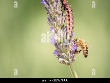Nahaufnahme einer Honigbiene auf einem Lavendel. Stockfoto
