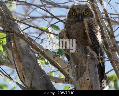 Eine große gehörnte Eule, die noch in einem Baum sitzt und darauf wartet, dass ihre Flügel stark genug sind, um zu fliegen. Stockfoto