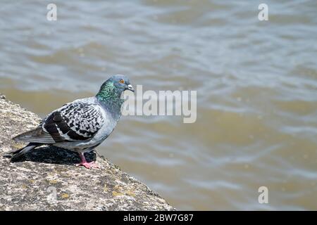 Eine wilde Taube, die auf einer Steinmauer bei Mumbles sitzt und die ankommende Flut beobachtet. Swansea Bay an der Südwales Küste. Stockfoto