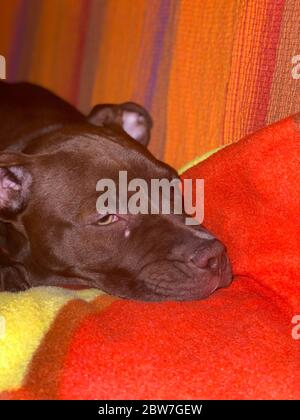 Ein friedlicher Pitbull-Hund mit roter Nase Stockfoto