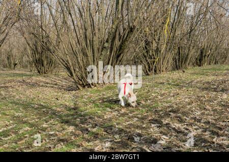 Ein junger Hund ist auf der Suche nach Trüffel Trüffel in einem Hazel Grove der Langhe, Piedmony - Italien Stockfoto