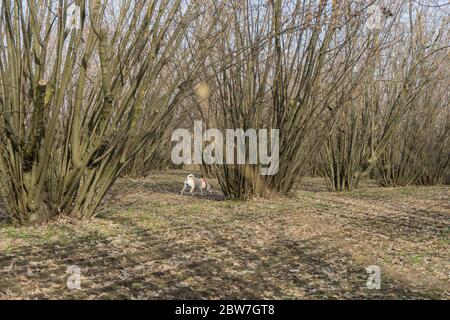 Ein junger Hund ist auf der Suche nach Trüffel Trüffel in einem Hazel Grove der Langhe, Piedmony - Italien Stockfoto