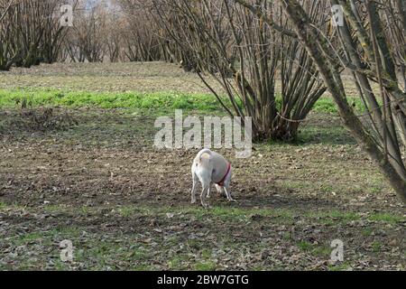 Ein junger Hund ist auf der Suche nach Trüffel Trüffel in einem Hazel Grove der Langhe, Piedmony - Italien Stockfoto