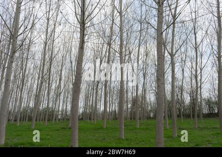 Pappeln in einer Wiese entlang des Tanaro, Alba - Piemont, Italien Stockfoto