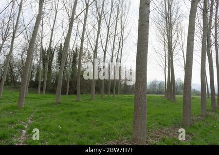 Pappeln in einer Wiese entlang des Tanaro, Alba - Piemont, Italien Stockfoto