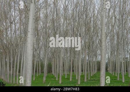 Pappeln in einer Wiese entlang des Tanaro, Alba - Piemont, Italien Stockfoto