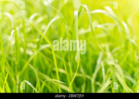 Grüne Gras Textur. Hintergrund von grünem Gras mit selektivem Fokus. Stockfoto