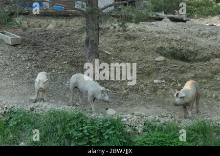 Drei Schweine suchen nach etwas unter einem Baum zu essen Stockfoto