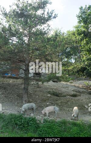 Drei Schweine suchen nach etwas unter einem Baum zu essen Stockfoto