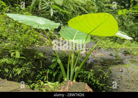 Colocasia gigantea wächst unter den mit Moos bewachsenen Felsbrocken. Den Stockfoto