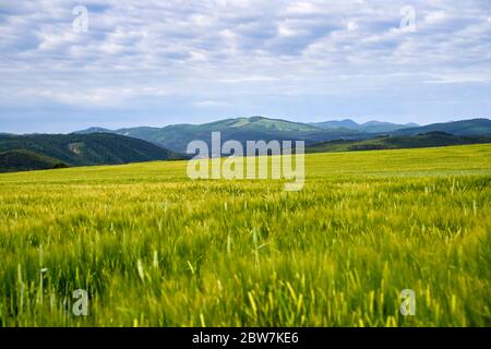 Grünen Wiese unter blauem Himmel mit Wolken Stockfoto