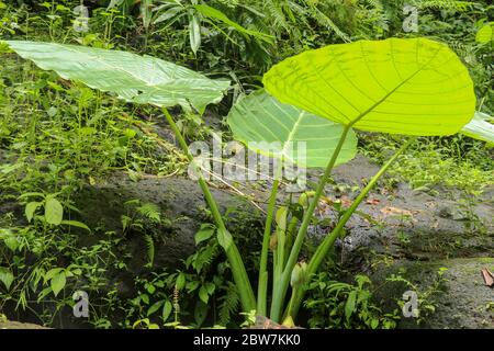 Colocasia gigantea wächst unter den mit Moos bewachsenen Felsbrocken. Den Stockfoto