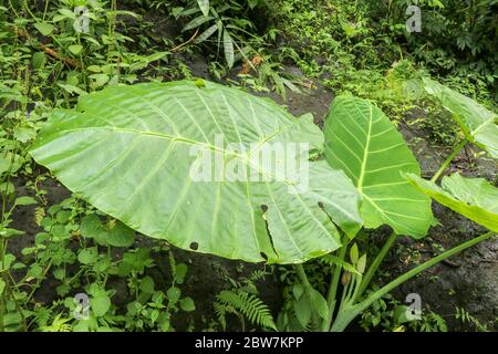 Colocasia gigantea wächst unter den mit Moos bewachsenen Felsbrocken. Den Stockfoto