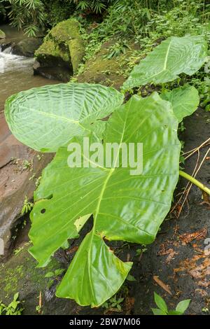 Colocasia gigantea wächst unter den mit Moos bewachsenen Felsbrocken. Den Stockfoto