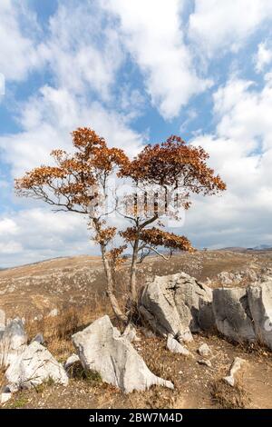 Karstlandschaft, Akiyoshidai Plateau, Yamaguchi, Japan Stockfoto