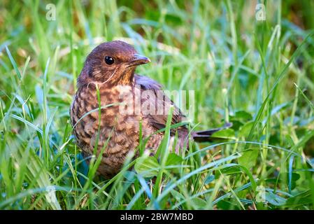 Amsel-Küken auf Gras (Turdus merula) Stockfoto