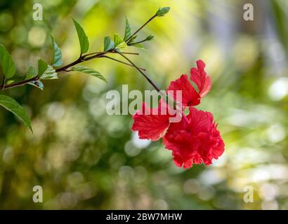 Nahaufnahme eines einzelnen Blattstiels und leuchtend rote Hibiskusblume mit Bokeh grünem Hintergrund Stockfoto