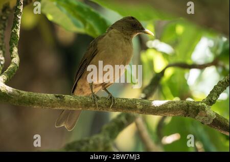 Nahaufnahme von Tonfarbenem Thrush (Turdus greyi), der auf einem Zweig in Panama unterwegs ist.Dies ist der Nationalvogel von Costa Rica Stockfoto