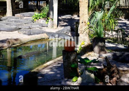 ST. AUGUSTINE, FLORIDA, USA - 23. OKTOBER 2017: Eine Gruppe von Alligatoren versammeln sich am Rande eines Teiches, St. Augustine Alligator Farm, St. Augustine, FL Stockfoto