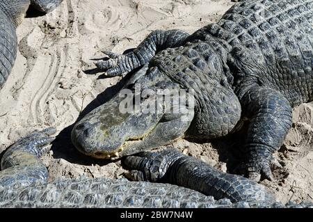 ST. AUGUSTINE, FLORIDA, USA - 23. OKTOBER 2017: Eine Gruppe von Alligatoren versammeln sich am Rande eines Teiches, St. Augustine Alligator Farm, St. Augustine, FL Stockfoto